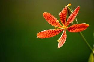 操射干在线视频